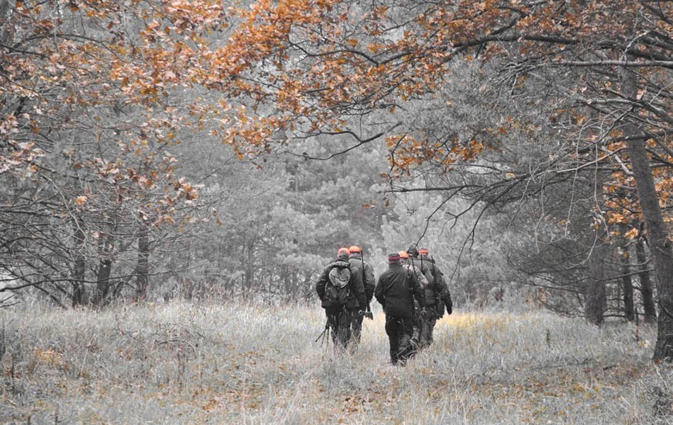 О проведении загонной охоты в Лепельском лесоохотничьем хозяйстве в 2021 году