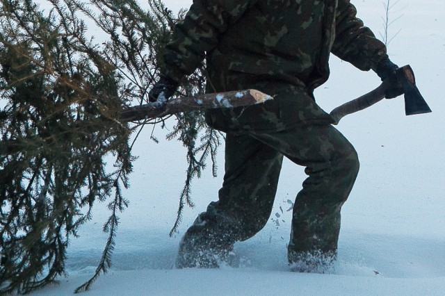 В лесу родилась елочка…А кто ее унес?